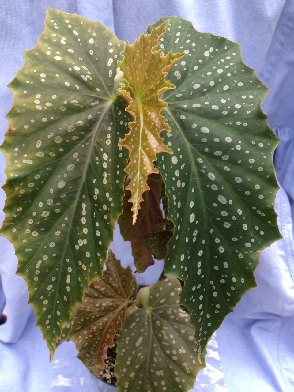 B. ‘Mr. Trixster’